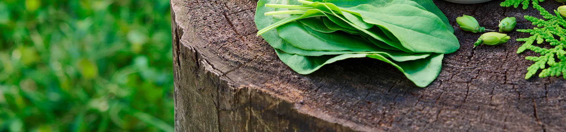 ACI Herbal and Nutraceuticals Limited