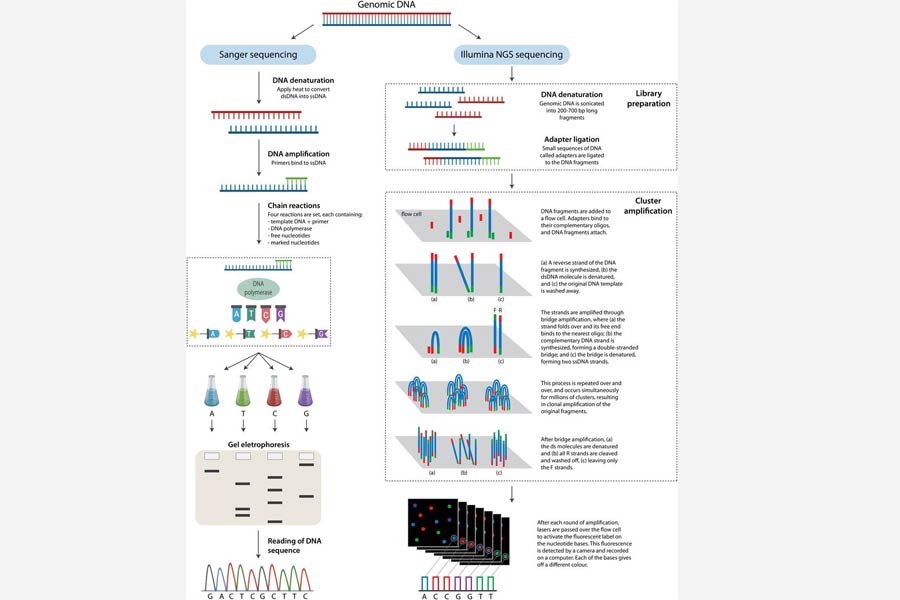 Next-Generation Sequencing: A to Genomics Limited