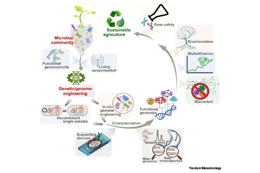 case study on genetic engineering in agriculture