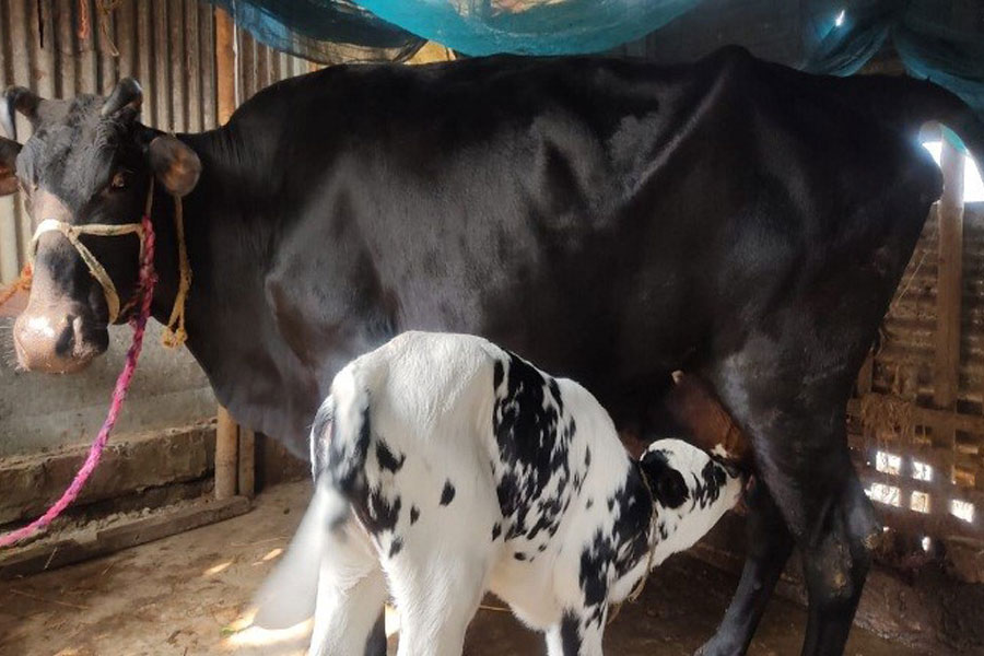 Artificial Insemination: A Proven Way to Improve Cattle Breed and Increase Productivity - ACI Limited Artificial Insemination: A Proven Way to Improve Cattle Breed and Increase Productivity - ACI Limited